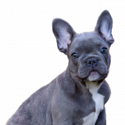 French Bulldog Puppy PNG Image de téléchargement