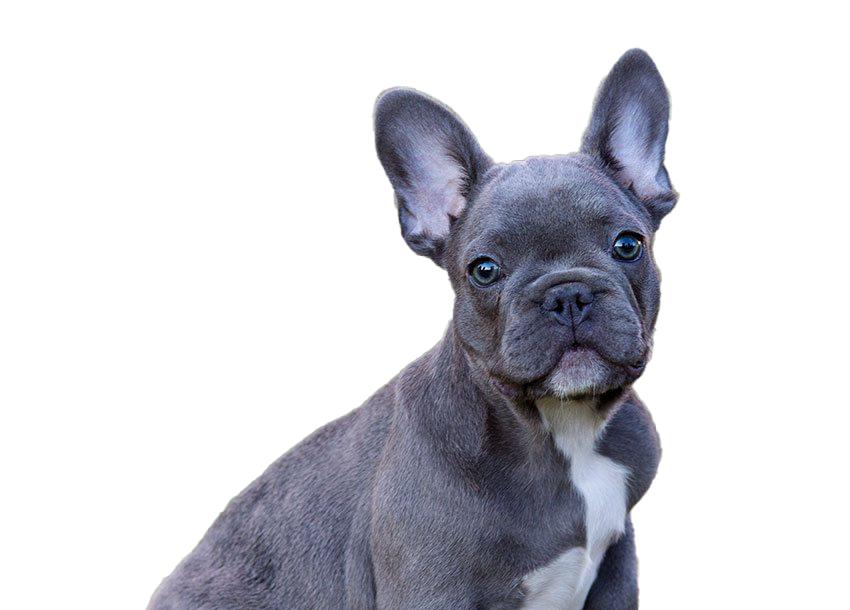 French Bulldog Puppy PNG Download Image
