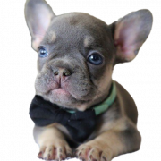 French Bulldog Puppy File PNG
