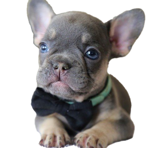 Fransız Bulldog Puppy Png Dosyası