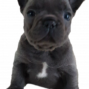 Download gratuito del cucciolo di bulldog francese PNG
