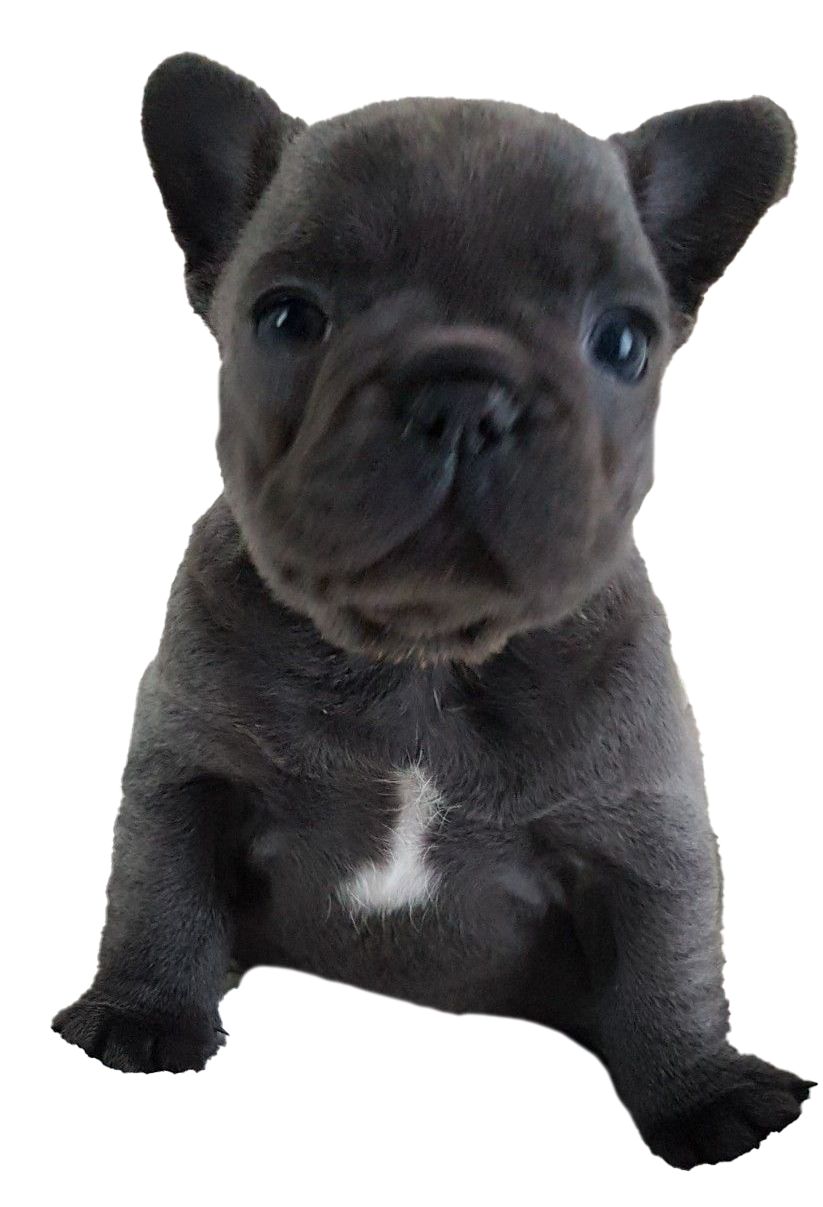 French Bulldog Puppy PNG Free Download