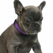 Franse bulldog puppy png gratis afbeelding