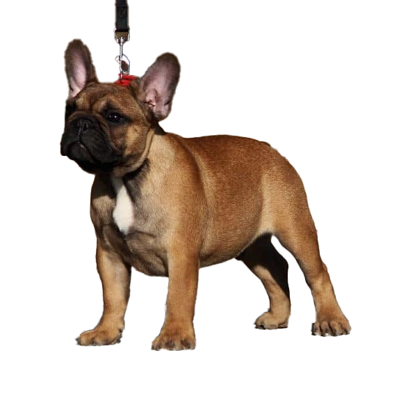 French Bulldog Puppy PNG HD -afbeelding