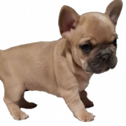 Franse Bulldog Puppy PNG -afbeeldingen