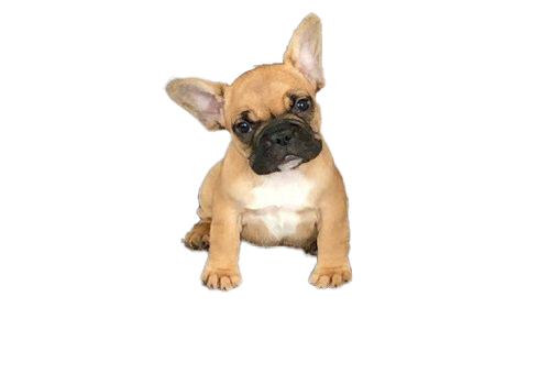 French Bulldog Puppy PNG