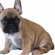 Franse bulldog puppy transparant