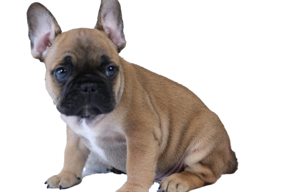 French Bulldog Puppy Transparent