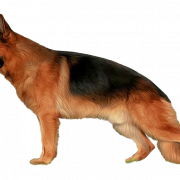 Cão de pastor alemão
