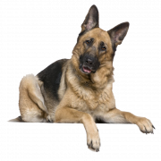 German Shepherd Dog PNG Clipart
