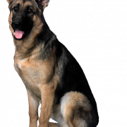 Arquivo png de cão pastor alemão