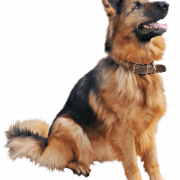 German Shepherd Dog PNG Free Download