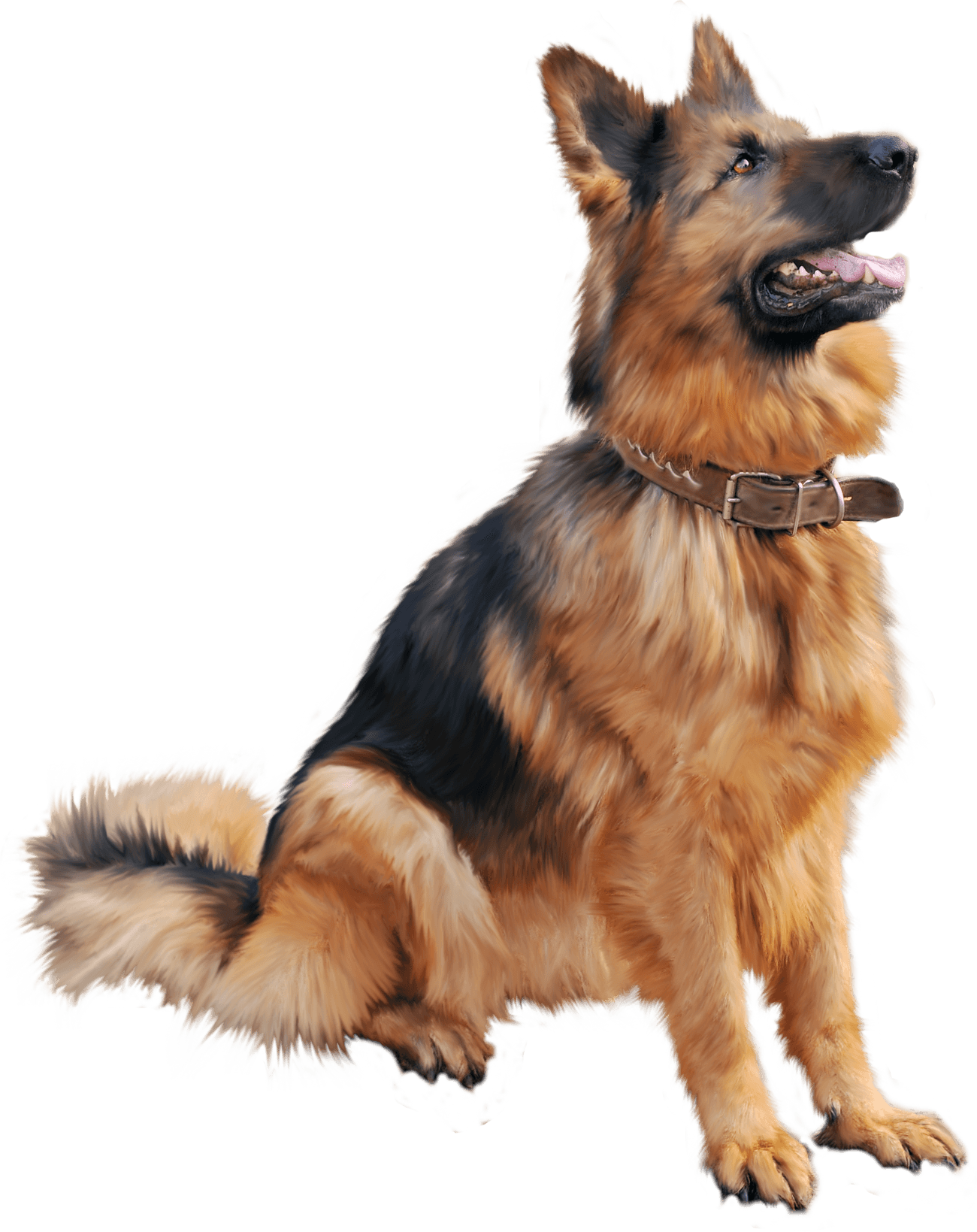 German Shepherd Dog PNG Free Download