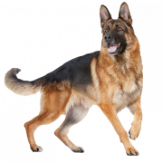 Imagem grátis para cães de pastor alemão