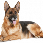 Imagem de alta qualidade do cão de pastor alemão