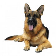 Imagem PNG de cão de pastor alemão