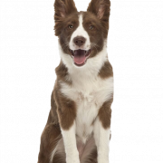Arquivo de imagem PNG de cão de pastor alemão
