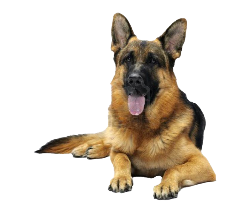 German Shepherd Dog PNG Image
