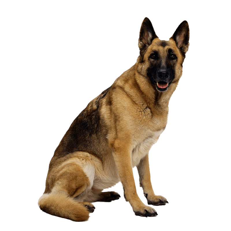 German Shepherd Dog PNG Pic
