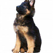 Transparent ng Aleman na Shepherd Dog