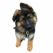 Clipart Puppy German Shepherd PNG