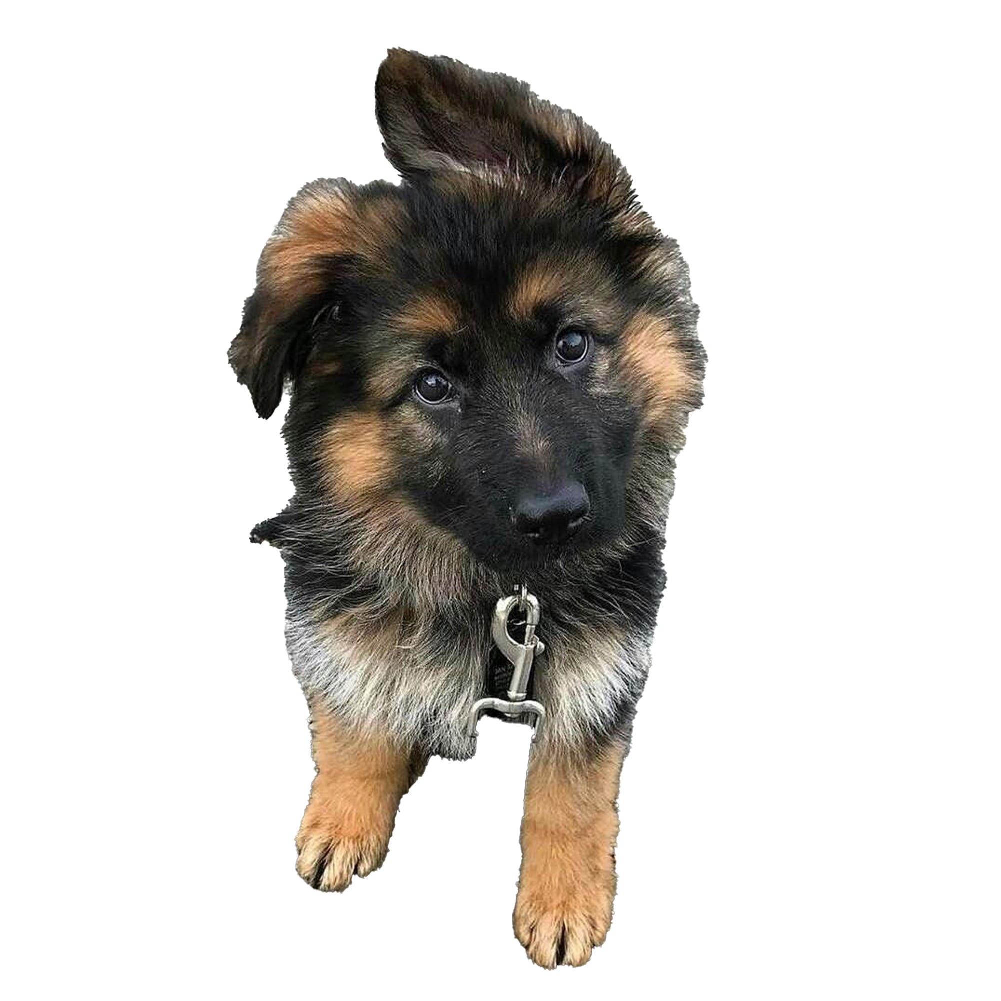 German Shepherd Puppy PNG Clipart