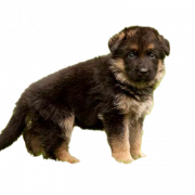 German Shepherd Puppy PNG File