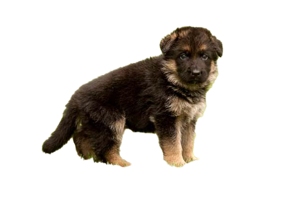 German Shepherd Puppy PNG File