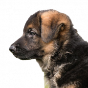 German Shepherd Puppy PNG ดาวน์โหลดฟรี