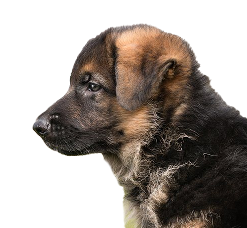 German Shepherd Puppy PNG Free Download
