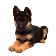 German Shepherd Puppy PNG Picture