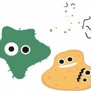 Image PNG des germes