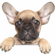 Clipart Golden French Bulldog Png