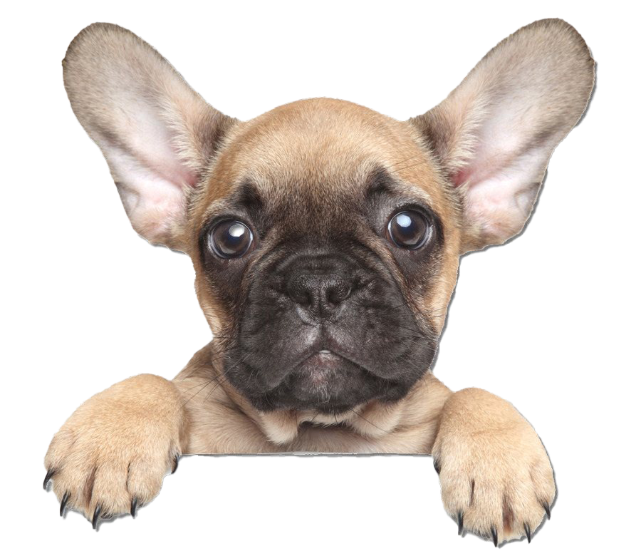Golden French Bulldog PNG Clipart