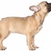 Golden French Bulldog PNG Imahe
