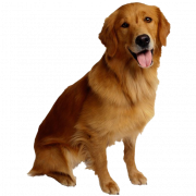 Anjing golden retriever