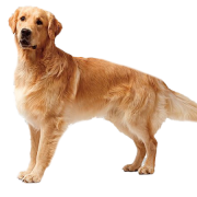 Golden Retriever Dog PNG Free Download