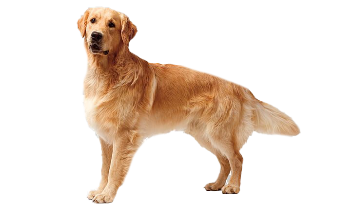 Golden Retriever Dog PNG Free Download