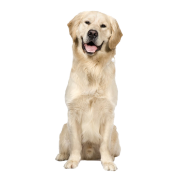 Golden Retriever Dog PNG Image