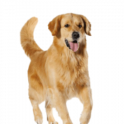 Golden Retriever Dog Transparent