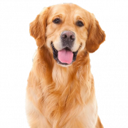 Golden Retriever PNG File Download Free