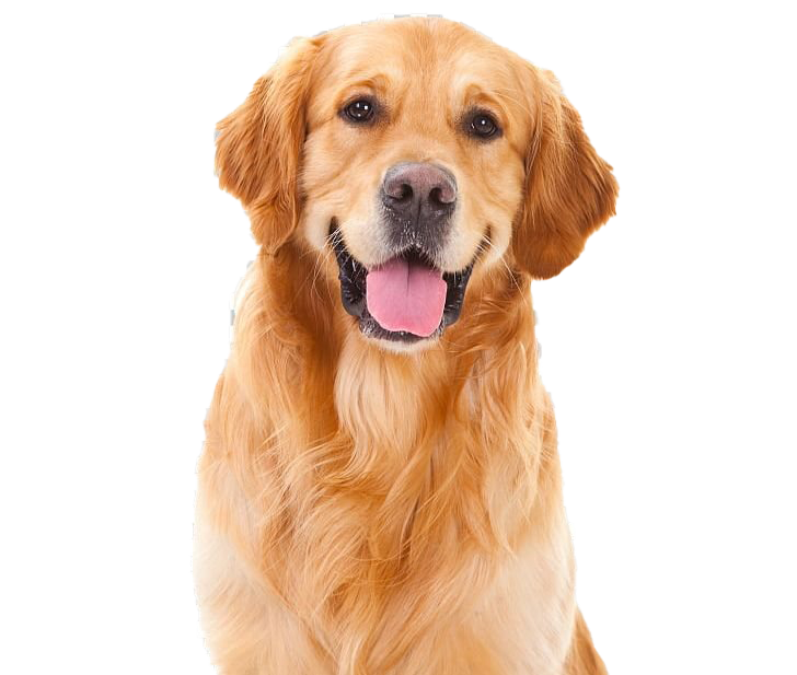 Golden Retriever PNG File Download Free