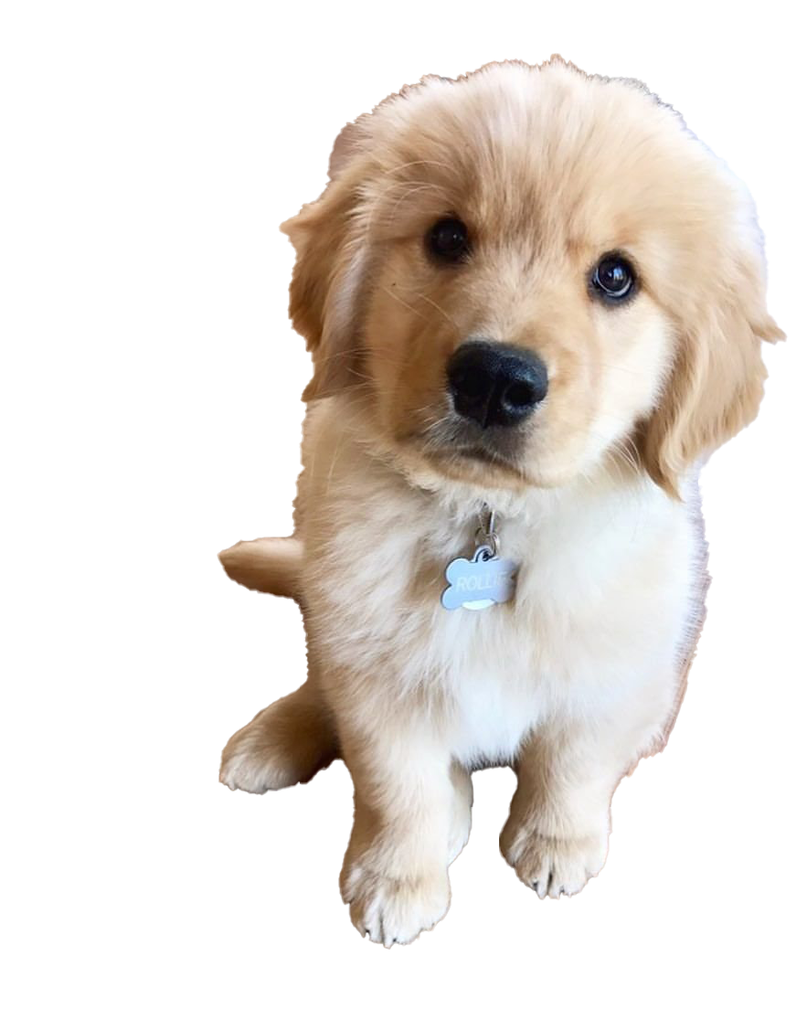 Golden Retriever Puppy PNG Clipart