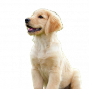 Golden Retriever Puppy PNG Download Afbeelding