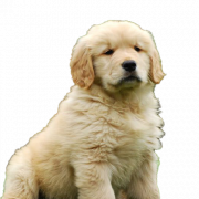 Golden Retriever Puppy PNG Free Download