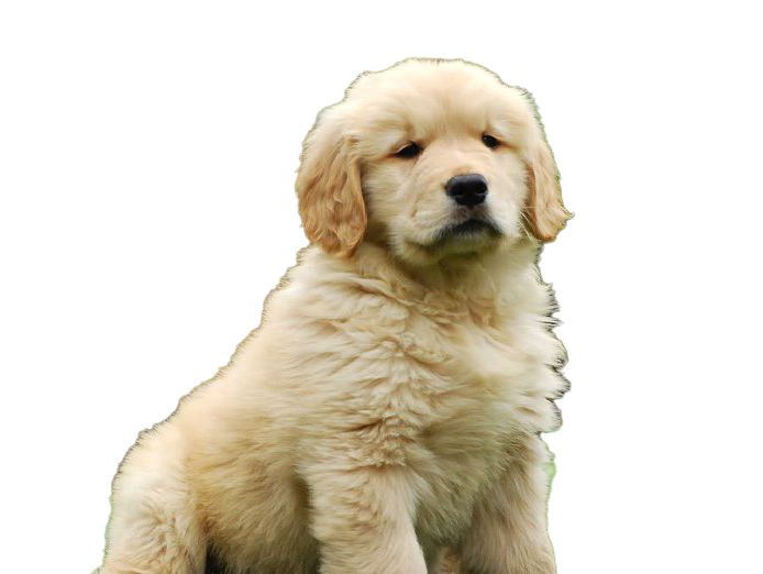 Golden Retriever Puppy PNG Free Download