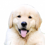 Golden Retriever Puppy PNG Free Image