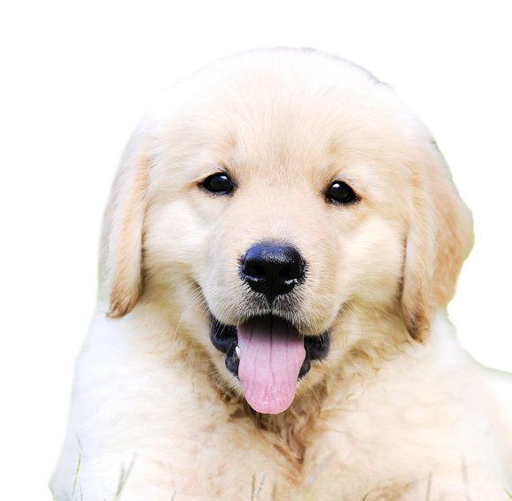 Golden Retriever Puppy PNG Free Image