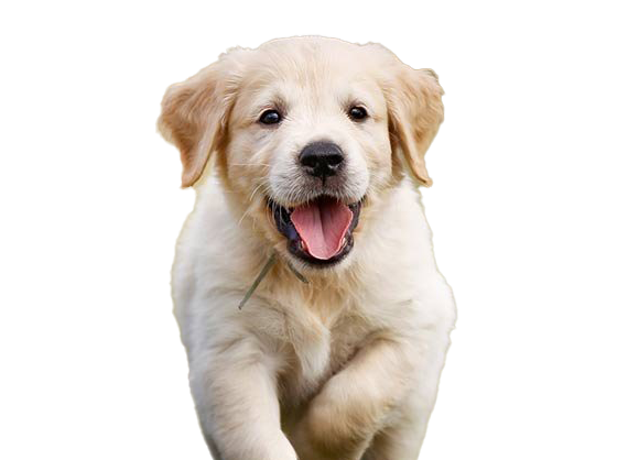Golden Retriever Puppy PNG High Quality Image