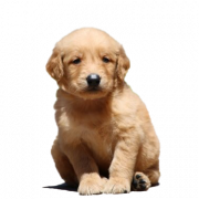 Golden Retriever Puppy PNG Image